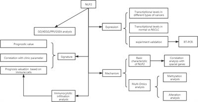 Integrative Multi-Omics Analysis of Identified NUF2 as a Candidate Oncogene Correlates With Poor Prognosis and Immune Infiltration in Non-Small Cell Lung Cancer